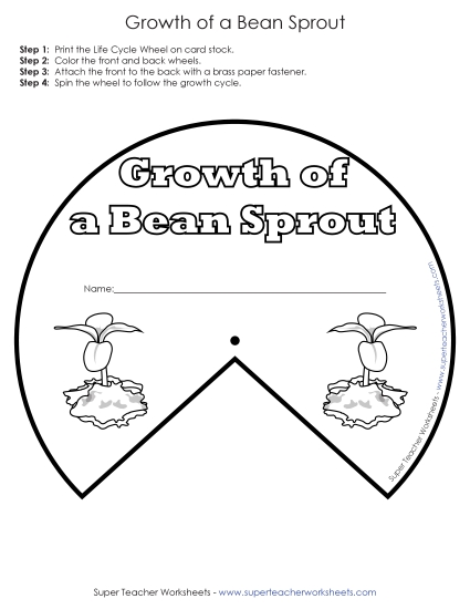Beans and Bean Plants - Bean Sprout Growth Cycle Wheel (Basic) Beans and Bean Plants - Bean Sprout Growth Cycle Wheel (Basic)