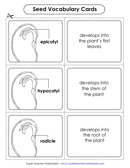 Beans and Bean Plants - Bean/Seed Vocabulary Cards (Intermediate) Beans and Bean Plants - Bean/Seed Vocabulary Cards (Intermediate)