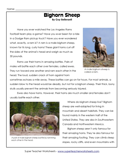 Mammals - Bighorn Sheep