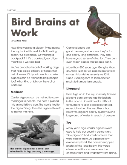 Nonfiction - Bird Brains At Work Nonfiction - Bird Brains At Work