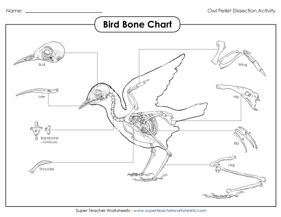 Owl Pellets - Bird Skeleton Bone Chart Owl Pellets - Bird Skeleton Bone Chart