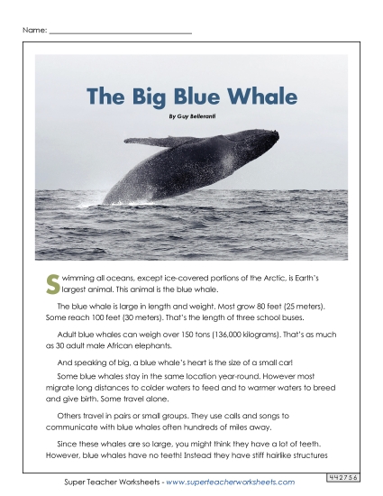 Mammals - Blue Whales Mammals - Blue Whales