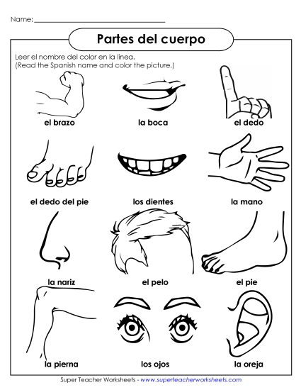 Body Parts (Partes del cuerpo) - Body Part Pictures