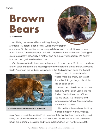 Mammals - Brown Bears Mammals - Brown Bears