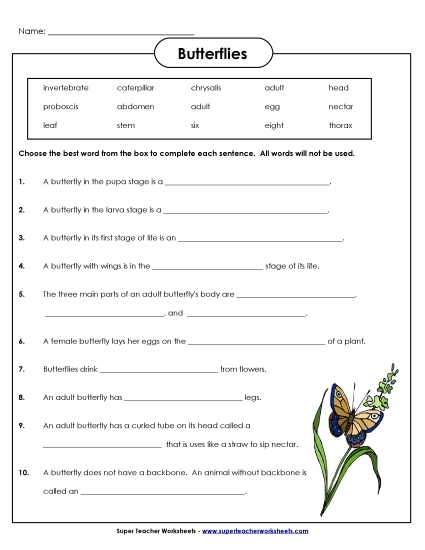 Butterfly Questions Butterfly Questions