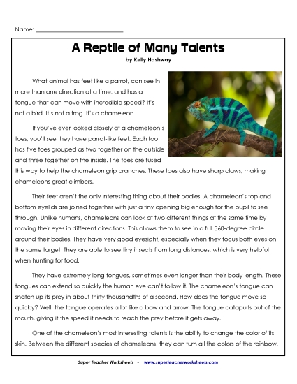 Reptiles - Chameleons