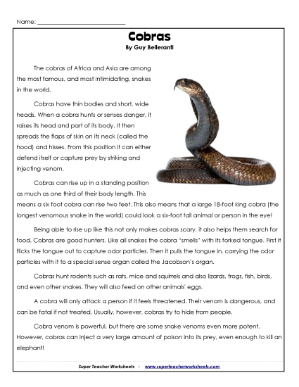 Reptiles - Cobras Reptiles - Cobras
