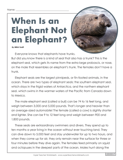 Mammals - Elephant Seals Mammals - Elephant Seals