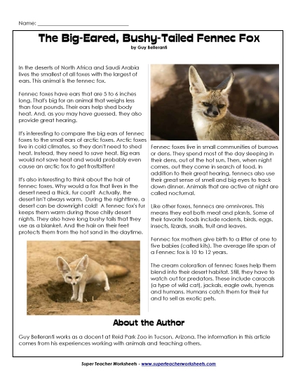 Mammals - Fennec Fox