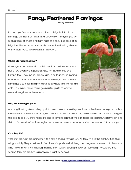 Birds - Flamingo Birds - Flamingo