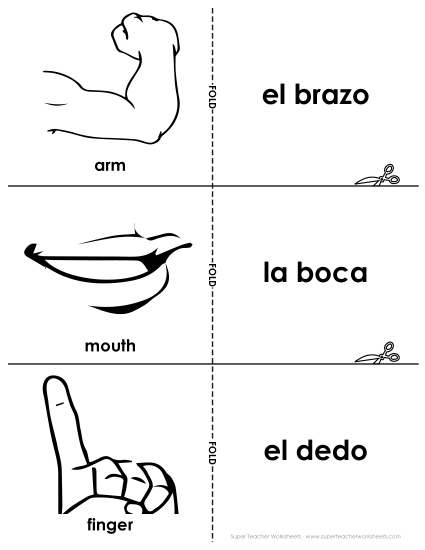 Body Parts (Partes del cuerpo) - Flashcards: Body Parts