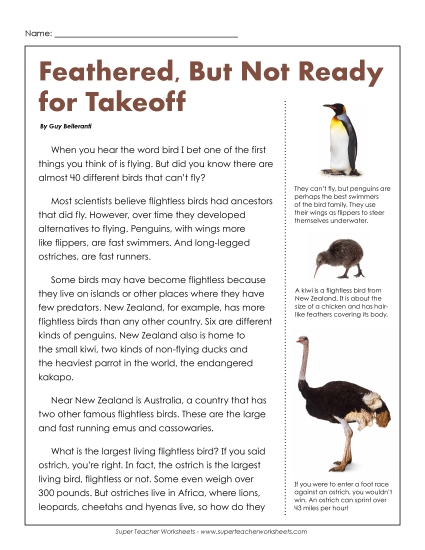 Birds - Flightless Birds