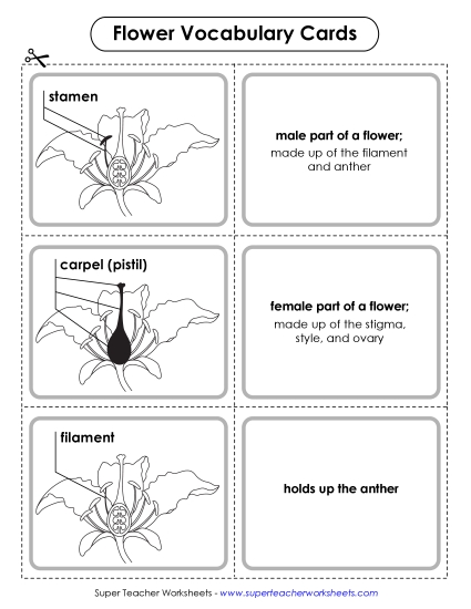 Flowers - Flower Vocabulary Cards (Advanced) Flowers - Flower Vocabulary Cards (Advanced)