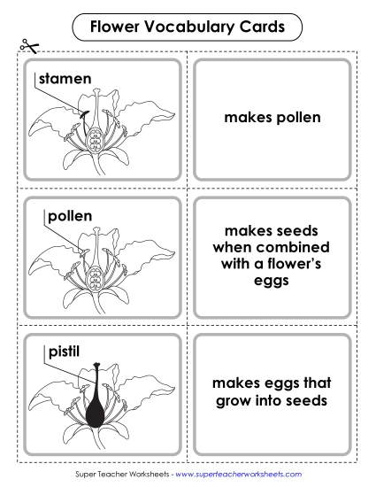 Flowers - Flower Vocabulary Cards (Intermediate) Flowers - Flower Vocabulary Cards (Intermediate)