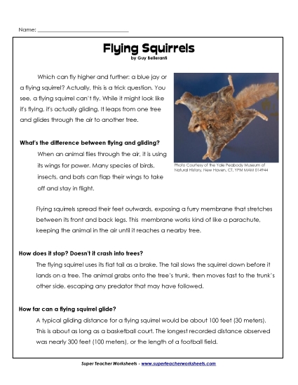 Mammals - Flying Squirrel