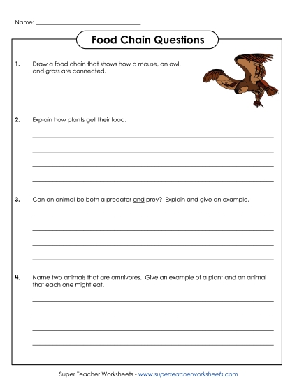 Food Chain Worksheets - Food Chain Questions 