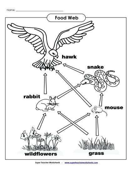 Food Chain Worksheets - Food Web Picture Food Chain Worksheets - Food Web Picture