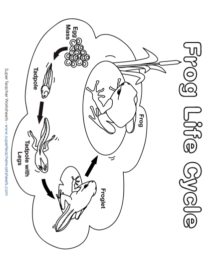 Worksheets - Frog Life Cycle Picture Worksheets - Frog Life Cycle Picture