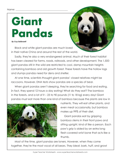 Mammals - Giant Pandas