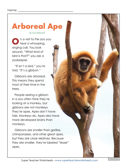 Mammals - Gibbons