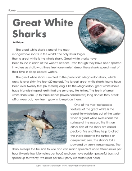 Fish - Great White Sharks Fish - Great White Sharks