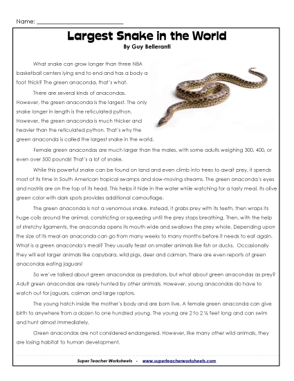 Reptiles - Green Anaconda