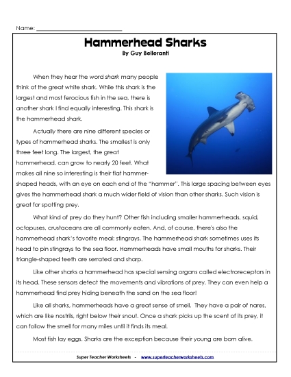 Fish - Hammerhead Sharks Fish - Hammerhead Sharks