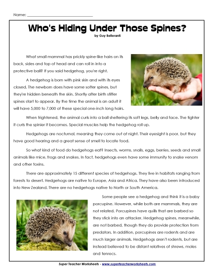 Mammals - Hedgehogs Mammals - Hedgehogs