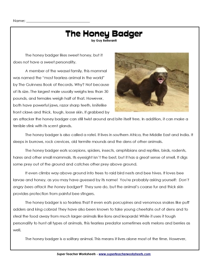 Mammals - Honey Badgers