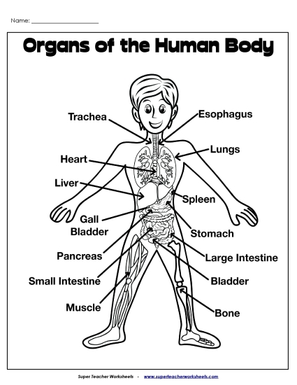 Human Body Worksheets - Human Body Organs Picture Human Body Worksheets - Human Body Organs Picture