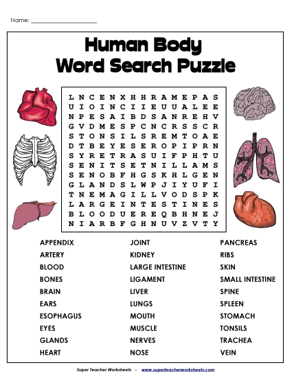 Puzzles - Human Body Word Search Puzzles - Human Body Word Search