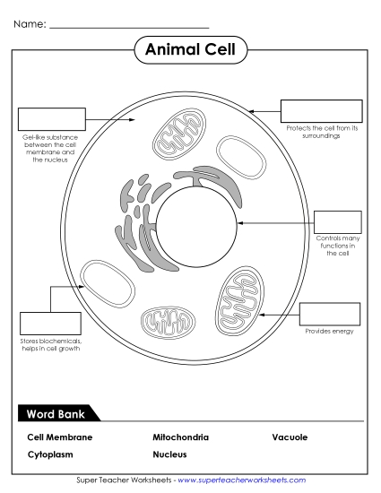 Animal Cells (Basic) - Identify Animal Cell Parts