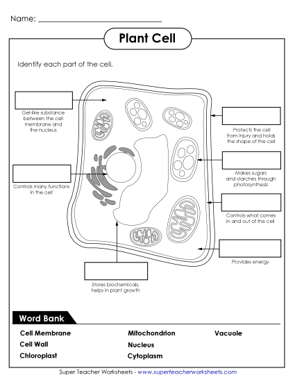 Plant Cells (Basic) - Identify Plant Cell Parts Plant Cells (Basic) - Identify Plant Cell Parts