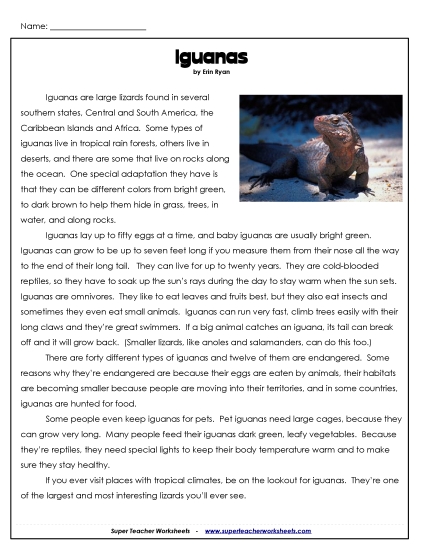 Reptiles - Iguanas