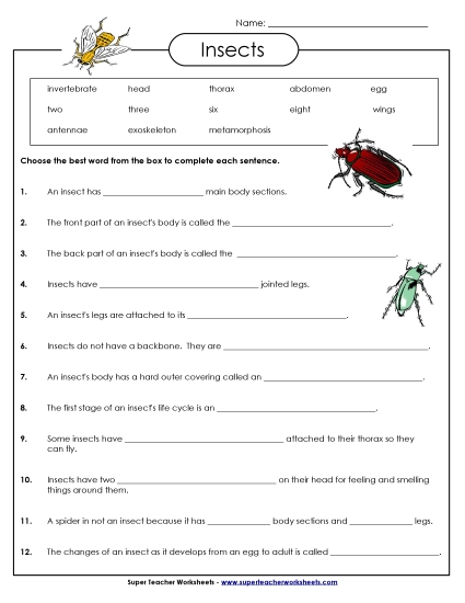 Worksheets and Activities - Insect Fill-in-the-Blanks