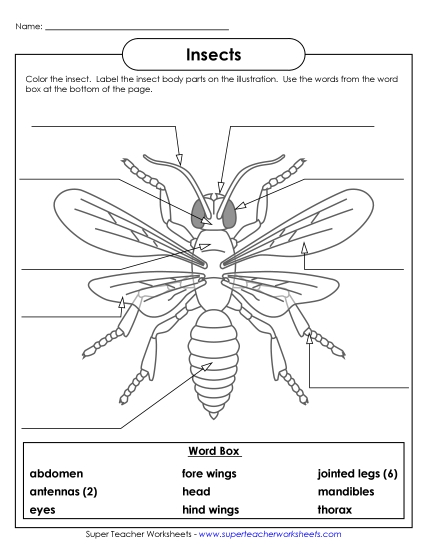 Worksheets and Activities - Insect (Label the Parts)