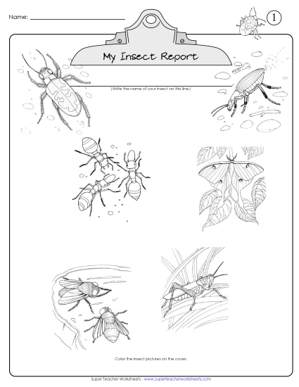Worksheets and Activities - Insect Report Worksheets and Activities - Insect Report