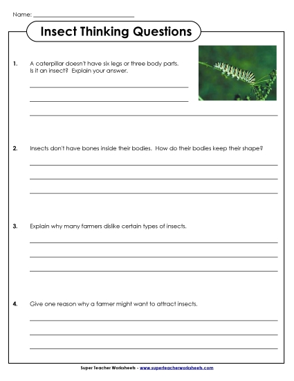 Worksheets and Activities - Insect Thinking Questions Worksheets and Activities - Insect Thinking Questions