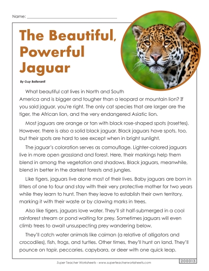 Mammals - Jaguars Mammals - Jaguars