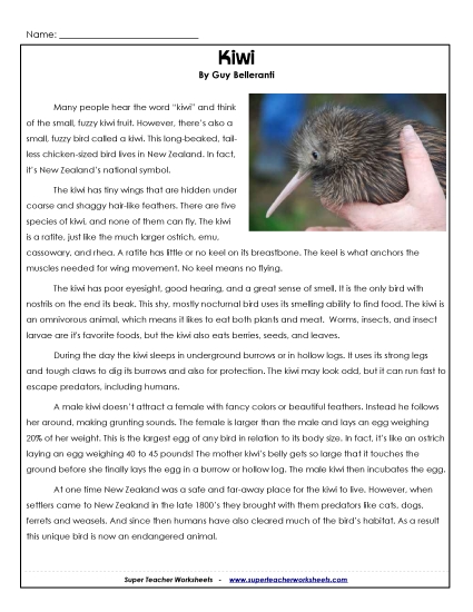 Birds - Kiwi Birds