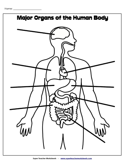 Human Body Worksheets - Label Major Organs Human Body Worksheets - Label Major Organs