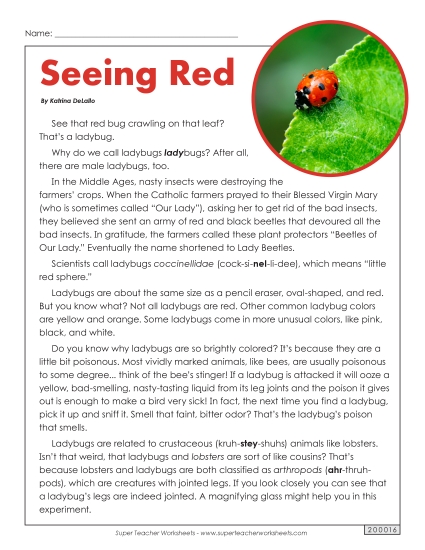 Insects, Spiders, and Bugs - Ladybugs