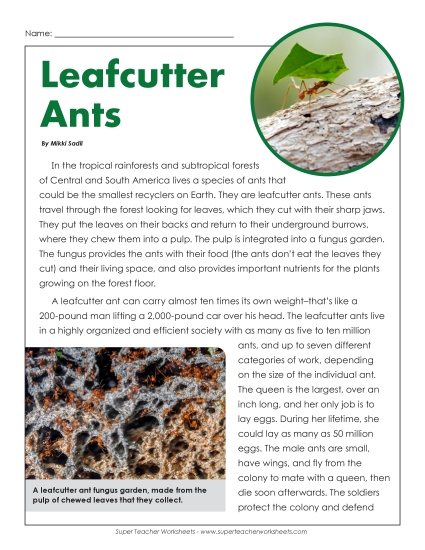 Insects, Spiders, and Bugs - Leaf Cutter Ants