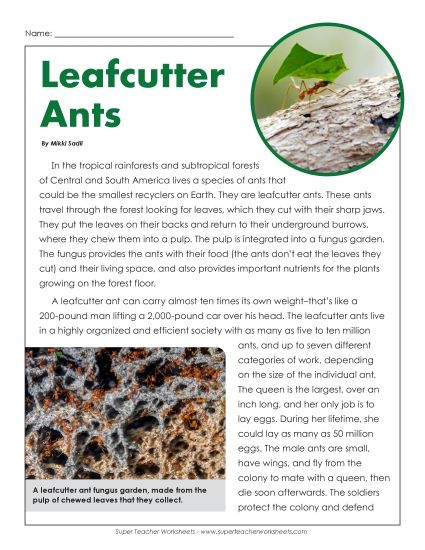 Greek Gods Series - Leaf Cutter Ants