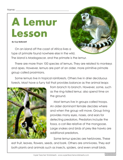 Mammals - Lemurs Mammals - Lemurs