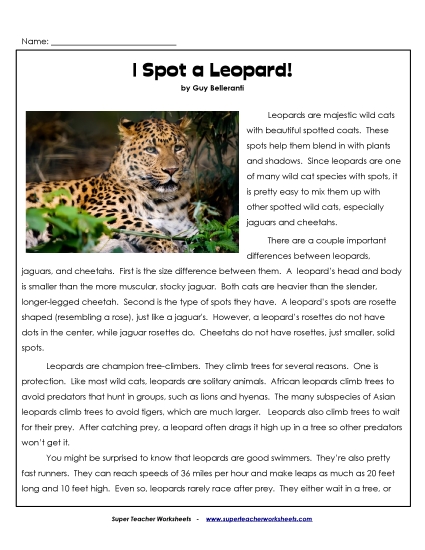 Mammals - Leopards Mammals - Leopards