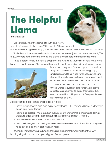 Mammals - Llamas Mammals - Llamas