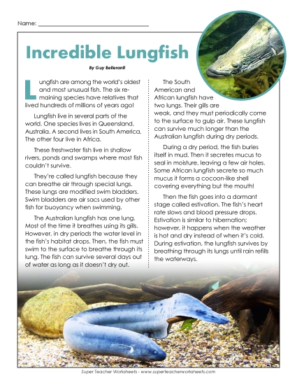 Fish - Lungfish Fish - Lungfish