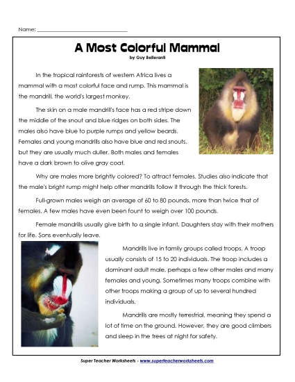 Mammals - Mandrills