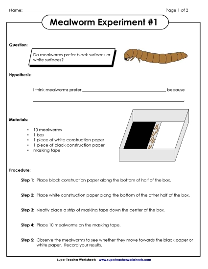 Mealworm Science Experiments - Mealworm Black/White Experiment #1